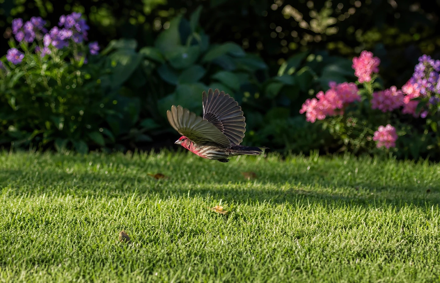 AI photo enhancer for bird photos