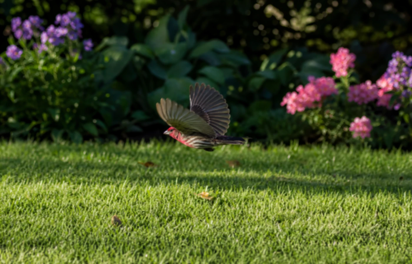Bird flying over a garden