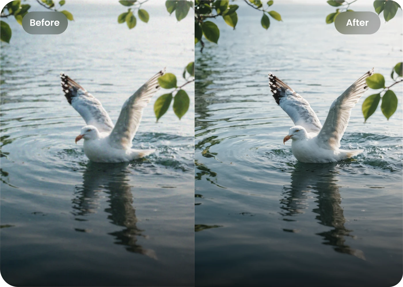 upscale images of Photograph 