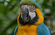 animal video enhancer