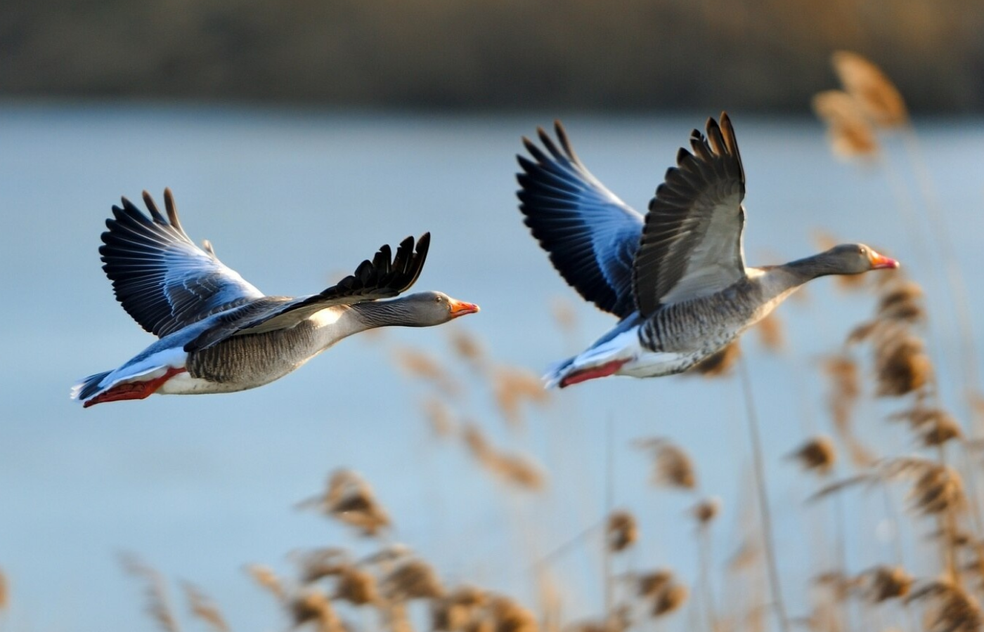 wildlife choppy video