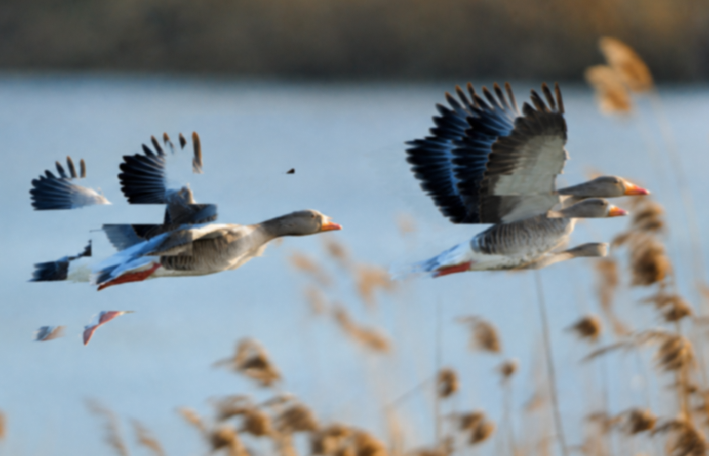 wildlife choppy video