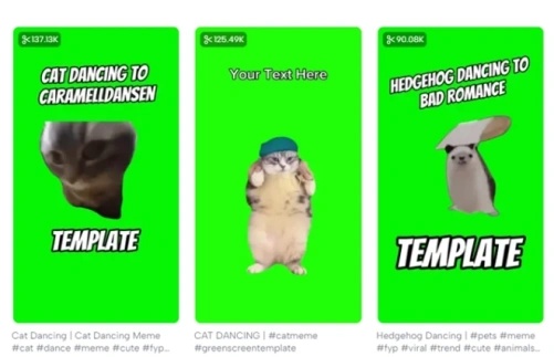 ai dancing cat video template