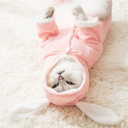 Easter Bunny outfit for cats