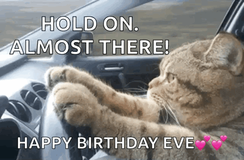 driving cat happy birthday gif