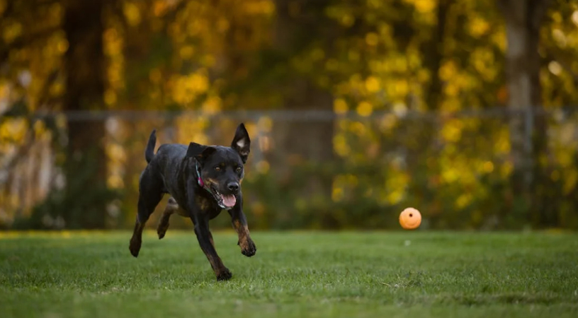 Dog chasing a ball