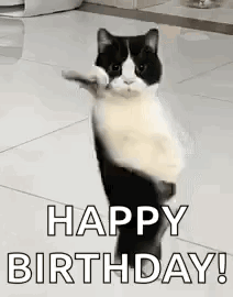 dancing cat meme happy birthday gif