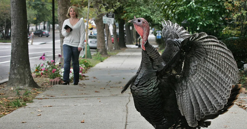 funny turkey day videos