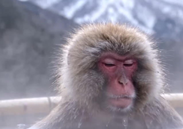 Monkey in a hot tub video generated in Sora