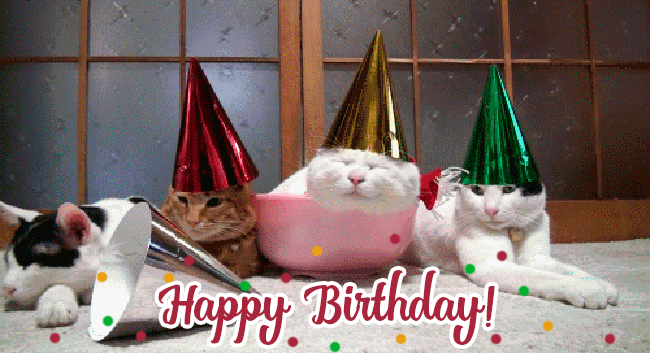 funny happy birthday cat gif
