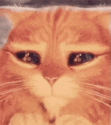 sad big eye cat