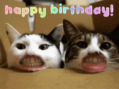 talking cats send birthday wishes