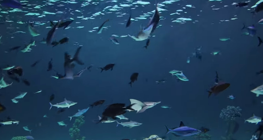 Using pan in Sora AI video prompts